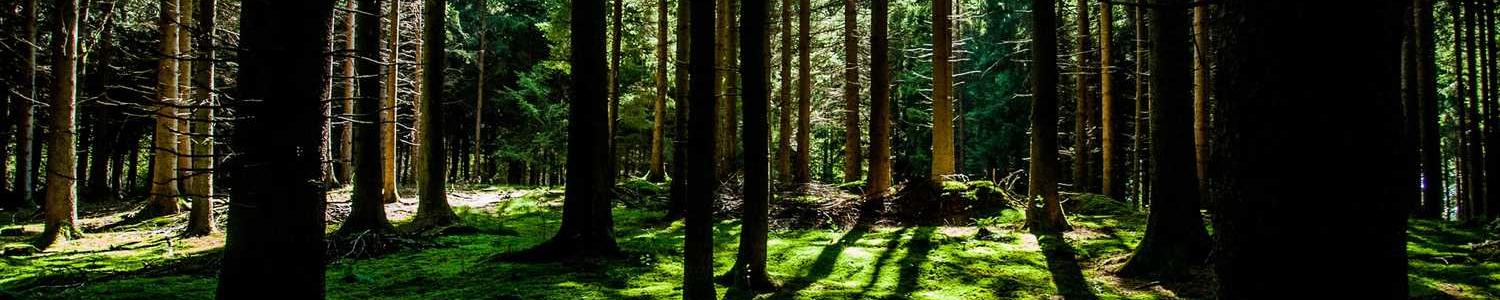 .NET fejlesztő cover image